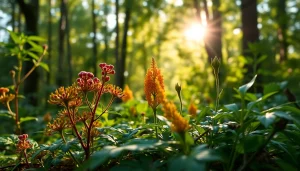 Learn how to get dmt through natural sources like Mimosa hostilis in this beautiful scene.
